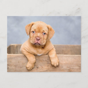 Süße Welpen-Hund-Postkarte Postkarte