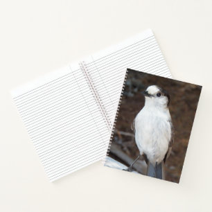 Süße Whiskey Jack Vogel Natur Foto Notizbuch