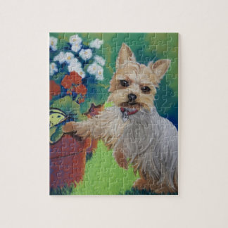 Süsse Yorkie