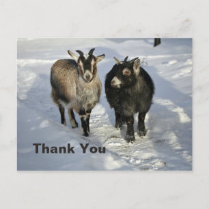 Süße Ziegen Schnee Foto Danke Postkarte