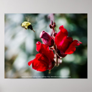 Süßen Nektar suchen Poster