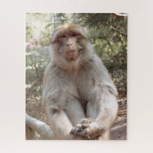 Süßer Affe