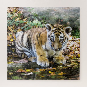Süßer Baby-Tiger