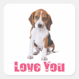 Süßer Beagle-Welpe Liebt Dich Quadratischer Aufkleber