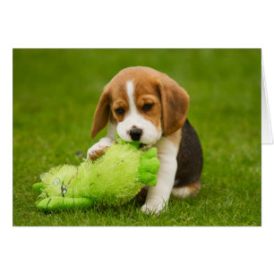 Süßer Beagle Welpe mit knuddeligem Spielzeug
