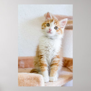 Süßer blauer mit Augen Kitty Poster