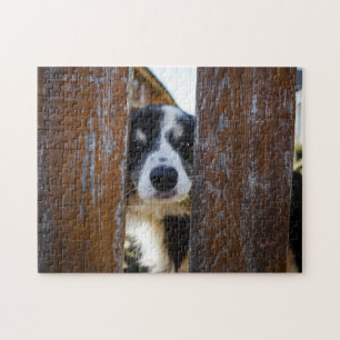 Süßer Border Collie Hund Portrait
