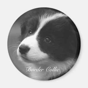Süßer Border Collie Welpe Magnet