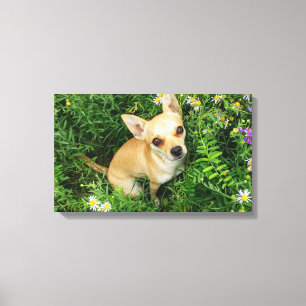 Süßer Chihuahua auf einer grünen Wiese Leinwanddruck