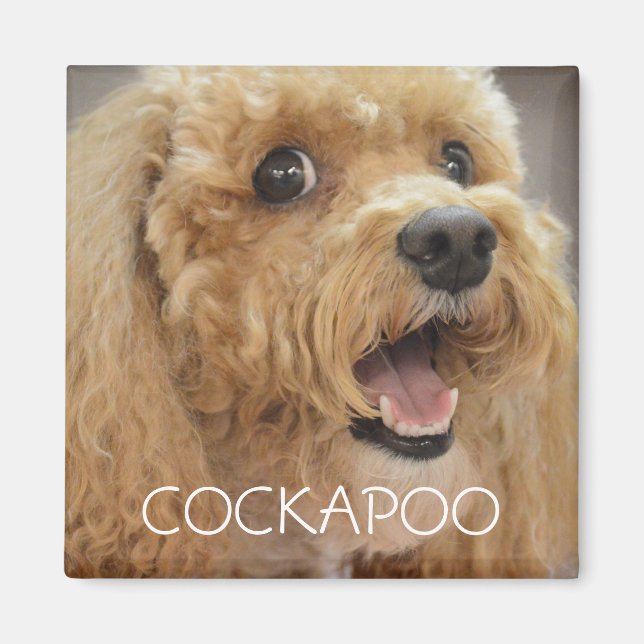 Süßer Cockapoo-Hund lächelt Magnet (Vorne)