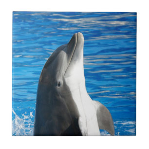 Süßer Delfin Strand Frieden Liebe Party Schicksal Fliese
