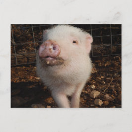 Süßer Dirty Snout Mini Pig, Pig Postcard Postkarte