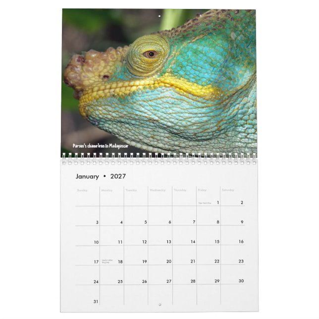 Süßer Eidechsenkalender Kalender (Jan 2027)
