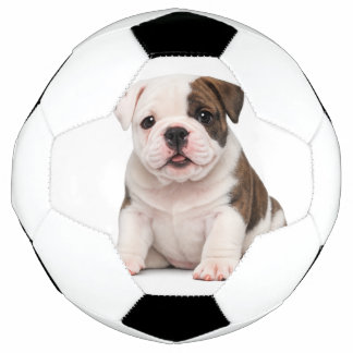 Süßer Englischer Bulldoggen-Welpe Fußball
