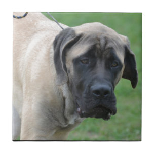 Süßer englischer Mastiff Fliese