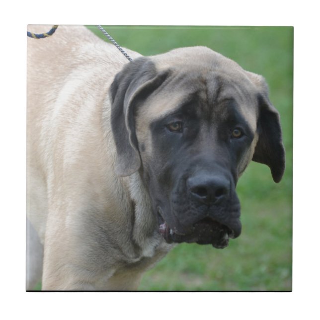 Süßer englischer Mastiff Fliese (Vorderseite)