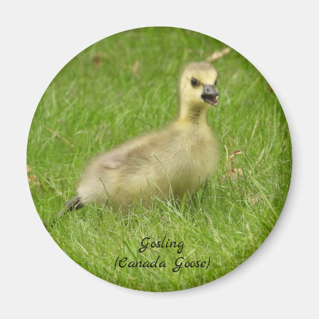 Süßer Fluffy Gosling Magnet (Vorne)