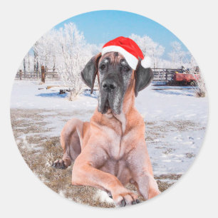Süßer Great Dane Hund sitzt im Schnee Weihnachtsmü Runder Aufkleber