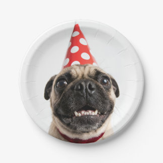 Süßer Happy Birthday Mops mit rotem Partyhut Pappteller