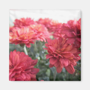Süßer heller Chrysantheme-Magnet Magnet