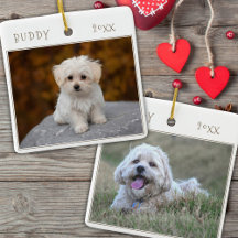 Süßer Hund Haustier 2 Fotos Weihnachten