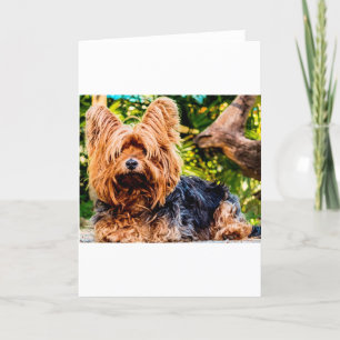 Süßer Hund Haustier Yorkie Frieden Liebe Schicksal Dankeskarte