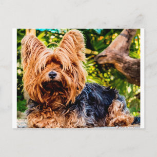 Süßer Hund Haustier Yorkie Frieden Liebe Schicksal Postkarte