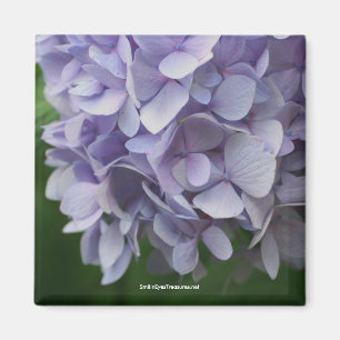 Süßer Hydrangea-Blumen-Foto-Magnet - besonders Magnet