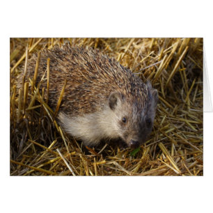 Süßer Igel auf Stubelfeldern