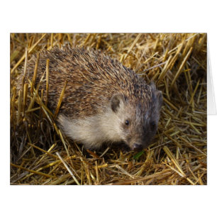 Süßer Igel auf Stubelfeldern
