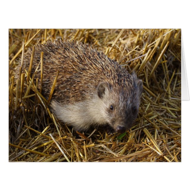 Süßer Igel auf Stubelfeldern (Vorderseite (Horizontal))