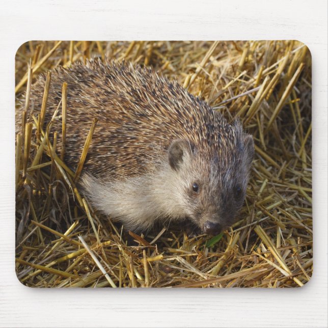 Süßer Igel auf Stubelfeldern Mousepad (Vorne)