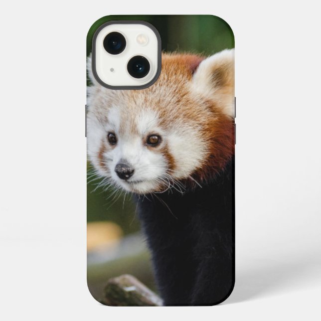 Süßer junger Roter Panda iPhone Hülle (Rückseite)