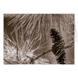 Süßer Kiefernkone (5.0)