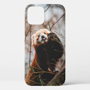 SÜßER KOALA-BÄR Case-Mate iPhone HÜLLE