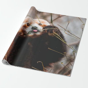 SÜßER KOALA-BÄR GESCHENKPAPIER