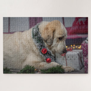 Süßer Labradors Hund Weihnachten