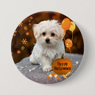 Süßer Malteser-Welpe feiert Halloween Button