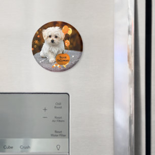 Süßer Malteser-Welpe feiert Halloween Magnet