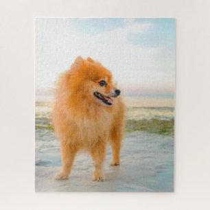 Süßer orangefarbener Pomeranian am Strand Sonnensc