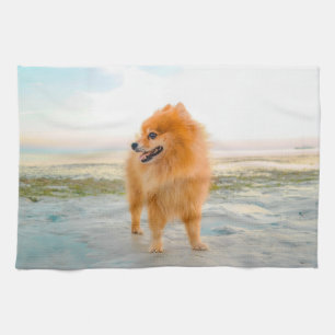Süßer orangefarbener Pomeranian auf einem sandigen Küchentuch