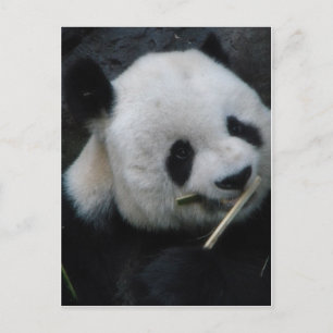 Süßer Panda, der Bambus isst, Postkarte