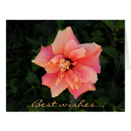 Süßer rosa Hibiskus-Blumen-Gewohnheits-Text