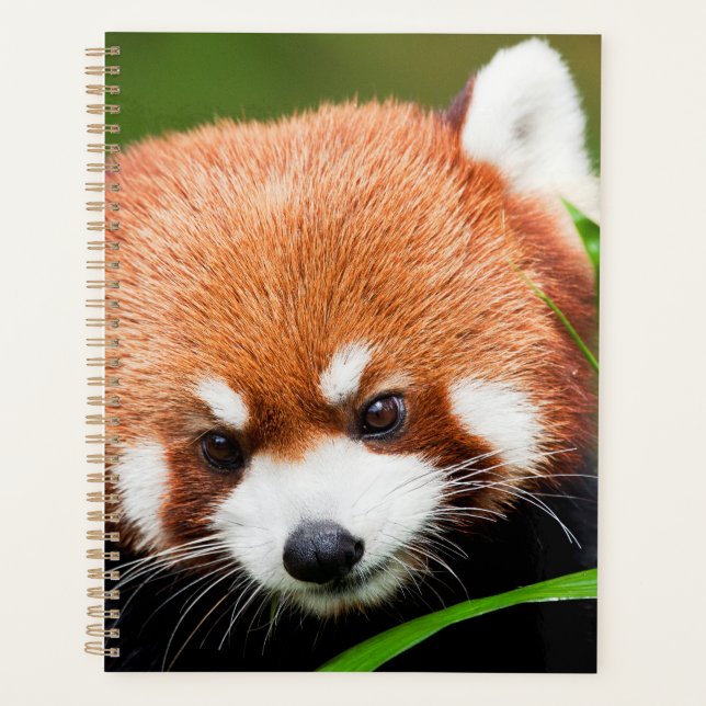 Süßer Roter Panda Planer (Vorderseite)