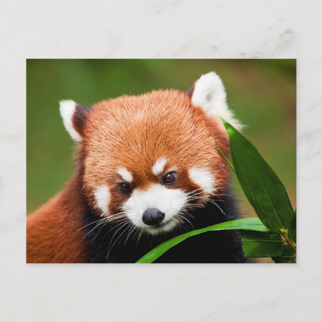 Süßer Roter Panda Postkarte (Vorderseite)