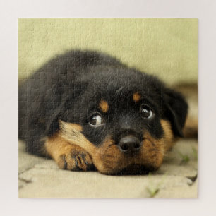 Süßer Rottweiler-Welpe