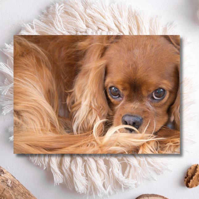 Süßer Ruby Cavalier King Charles Spaniel Karte (Von Creator hochgeladen)