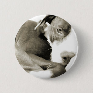 süßer schläfriger faule Pit Bull Hund Button