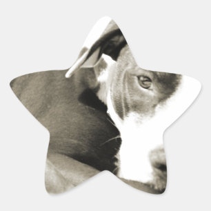 süßer schläfriger faule Pit Bull Hund Stern-Aufkleber