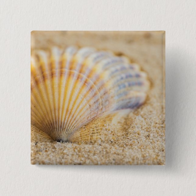 Süßer Seashell Button (Vorderseite)